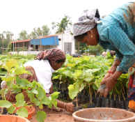 Cauvery Calling Successfully Achieves Target of Planting 1 Crore Saplings in Tamil Nadu